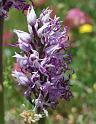 orchis  simia